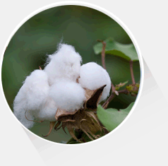 天然无污染的供应源头